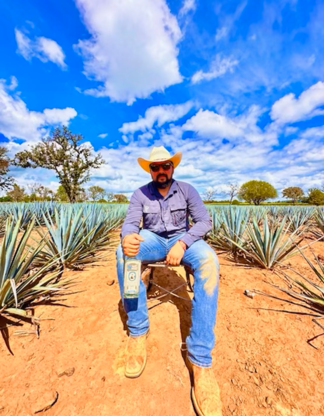 A man seated in a field of blue agave under a bright blue sky