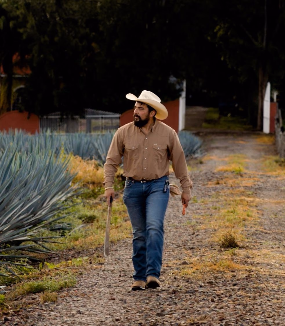 A man in a hat walking a dirt road beside rows of agave