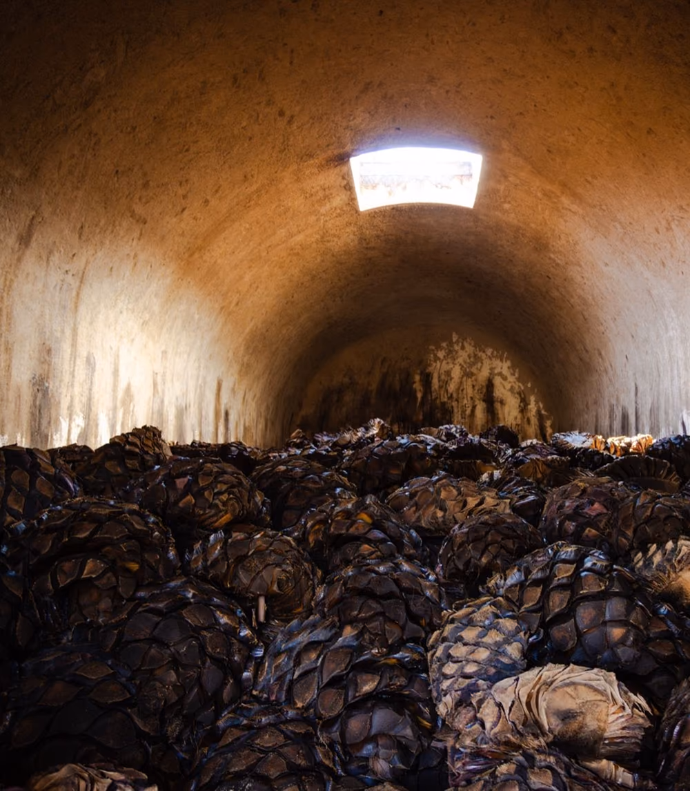 Cooked agave piñas piled inside a stone oven
