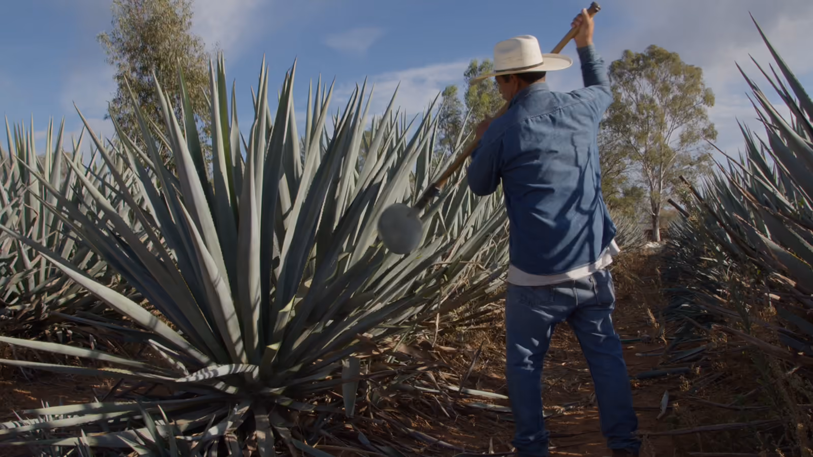 A jimador with his coa among the blue agave on the Pedro Furtivo estate