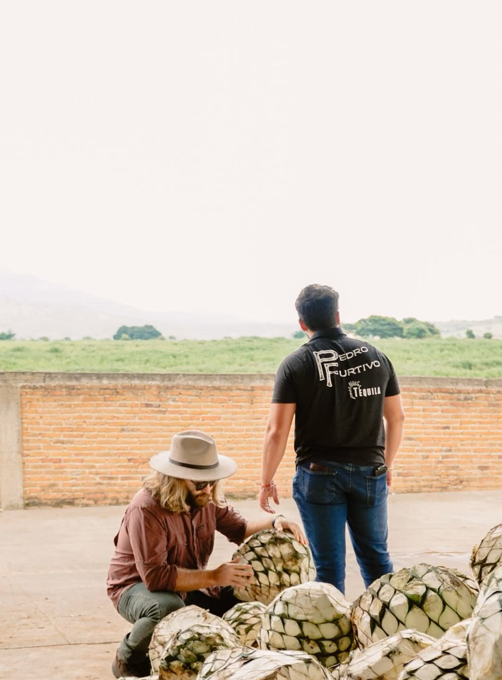 Two men sorting harvested agave piñas beside a brick wall