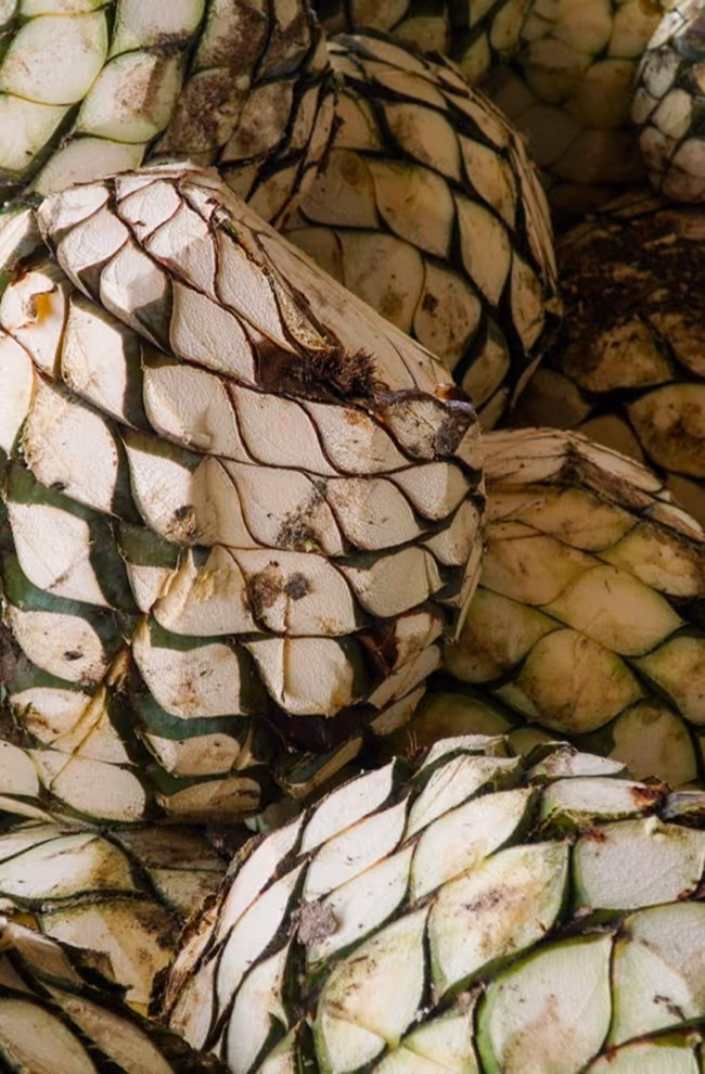 Freshly harvested blue agave piñas piled up close together