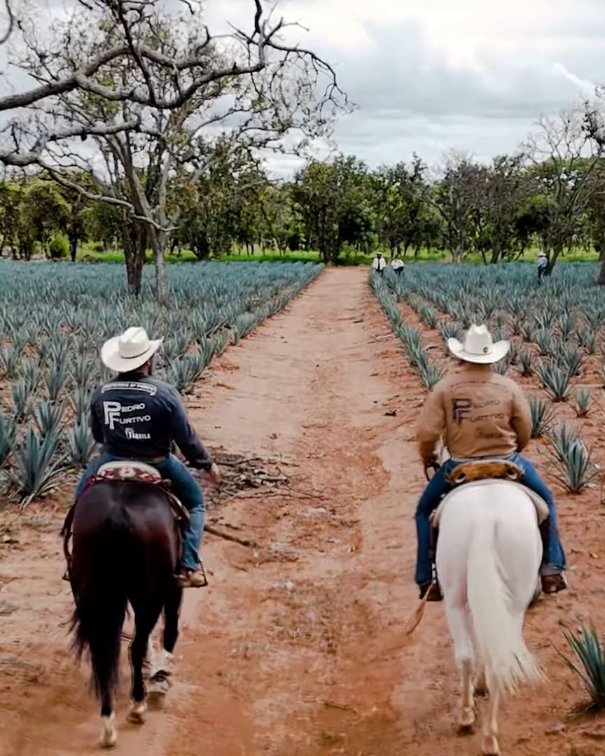 A film of Sneaky Pete's two brands, taking turns: Pedro Furtivo's origin story in Jalisco (riders between the agave rows, the harvest, a table with the two bottles and a toast, the bottle in the dirt as the horses walk past) and the Yacht Water campaign (the six-pack dropping in on a rope, the tequila set on the table, fruit, salt and sparkling water, a first sip, three cans)