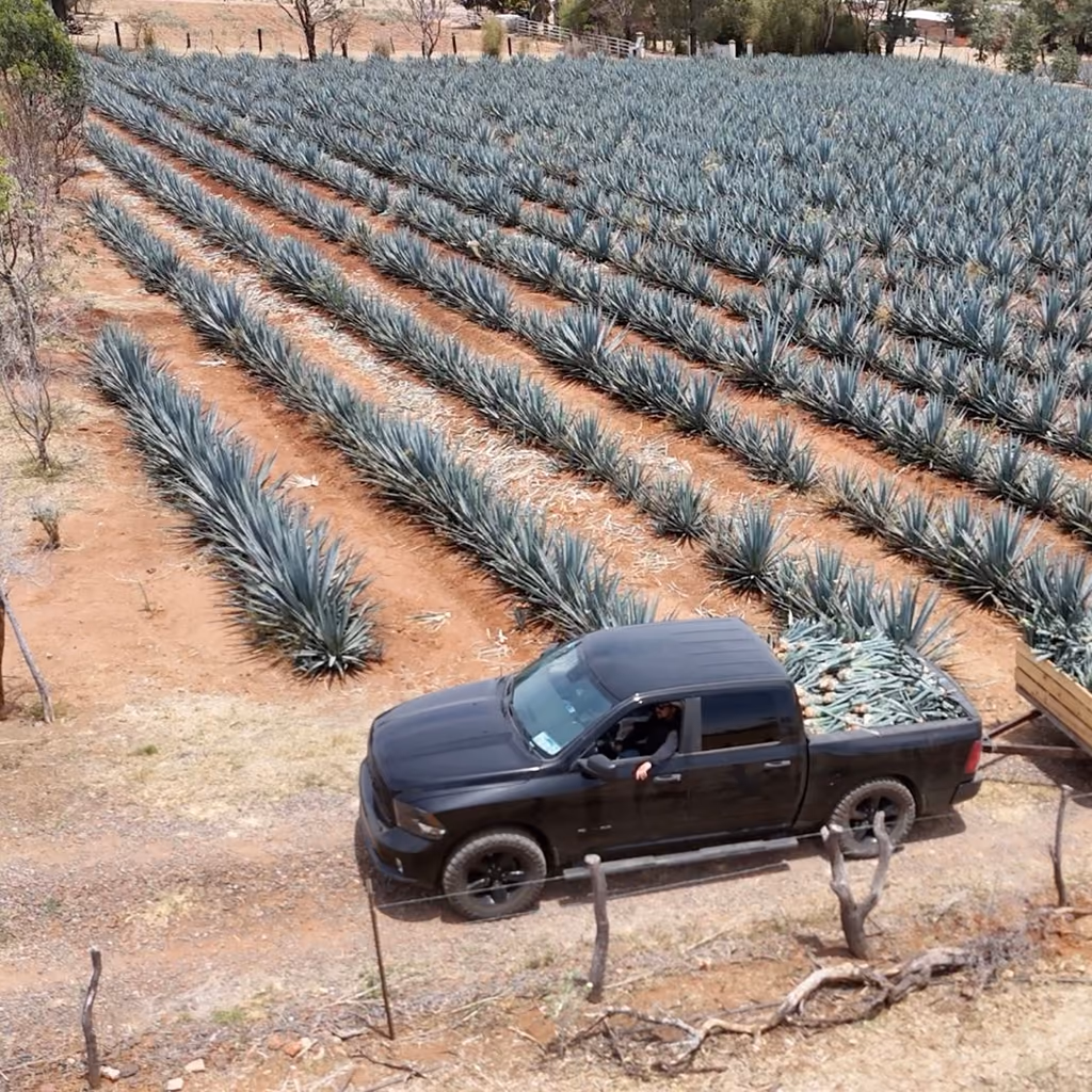A truck hauling agave piñas between rows of blue agave